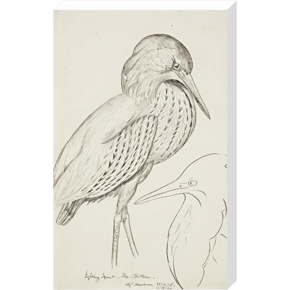 Sheet of studies (The Bittern) - Art print