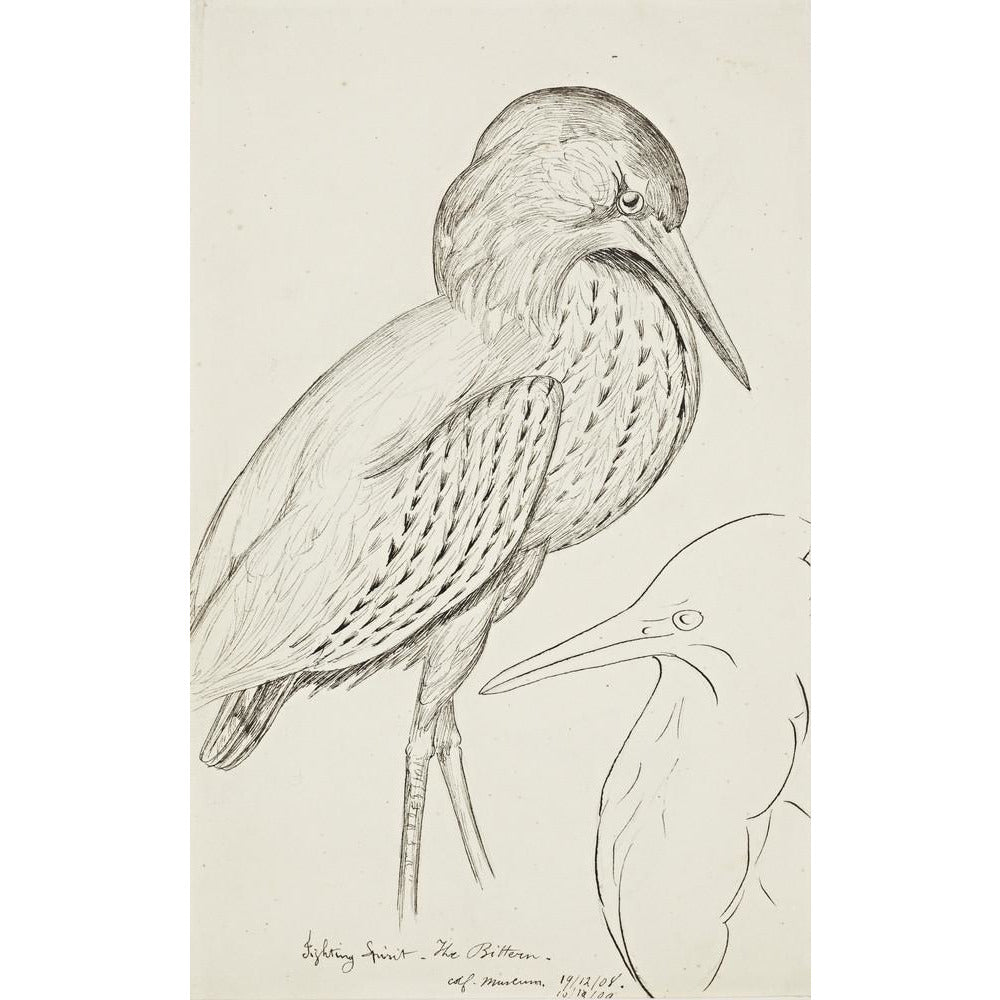 Sheet of studies (The Bittern) - Art print