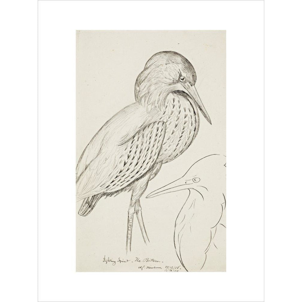 Sheet of studies (The Bittern) - Art print