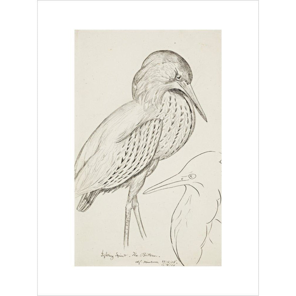 Sheet of studies (The Bittern) - Art print