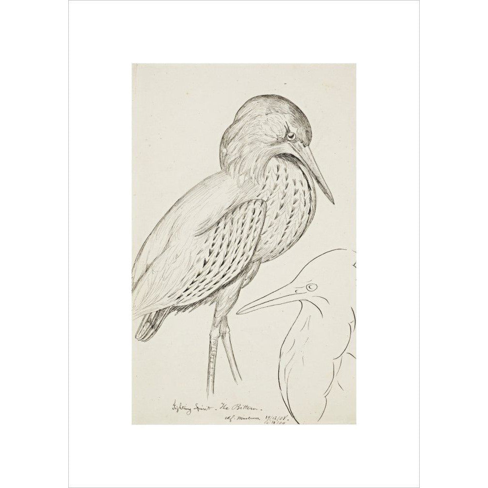 Sheet of studies (The Bittern) - Art print
