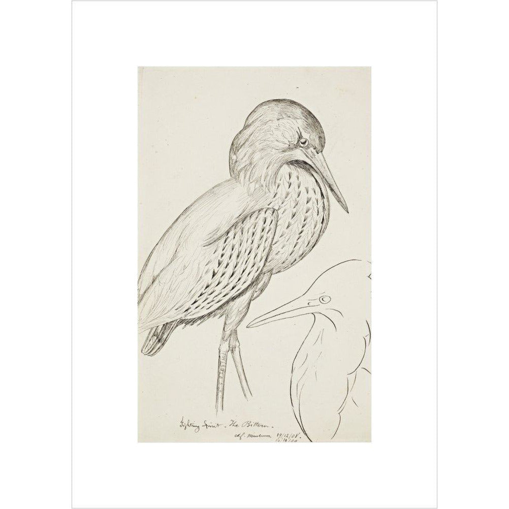 Sheet of studies (The Bittern) - Art print