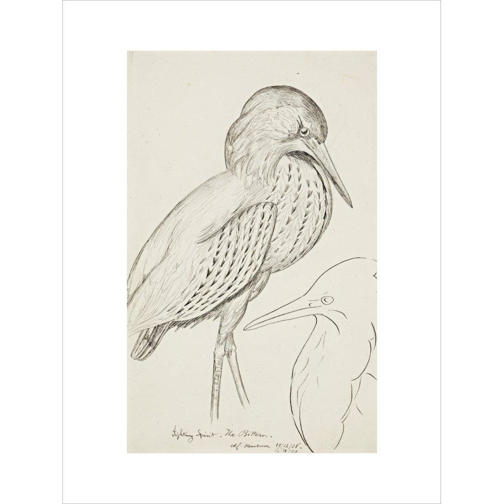 Sheet of studies (The Bittern) - Art print