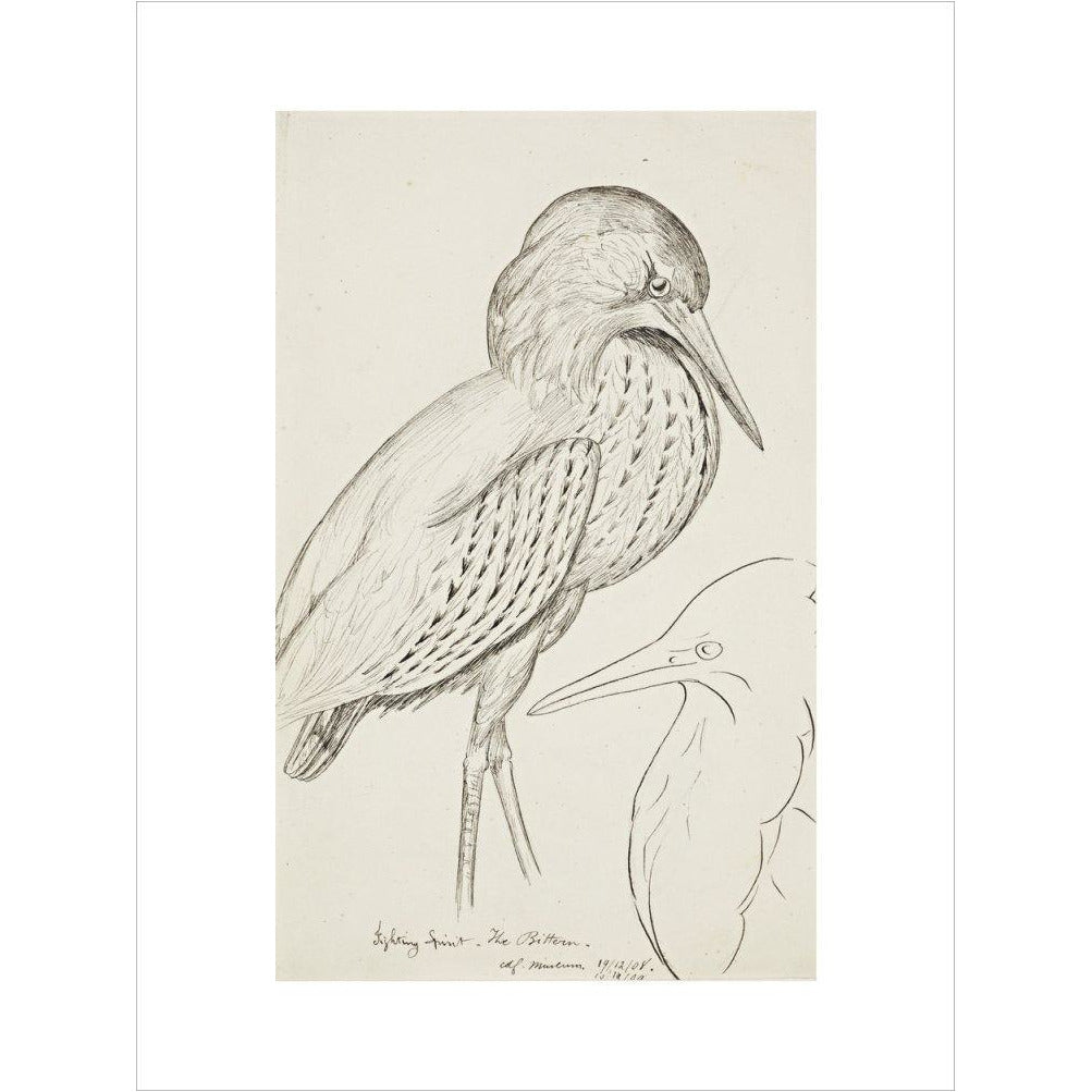 Sheet of studies (The Bittern) - Art print