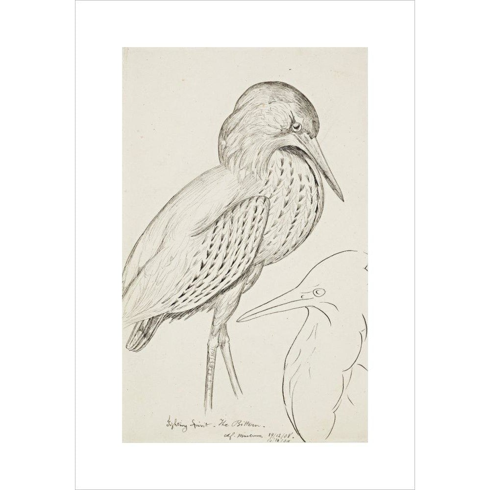 Sheet of studies (The Bittern) - Art print