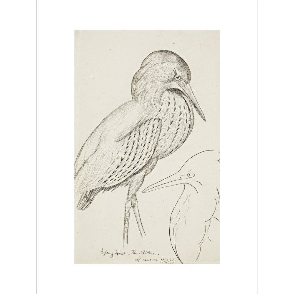 Sheet of studies (The Bittern) - Art print