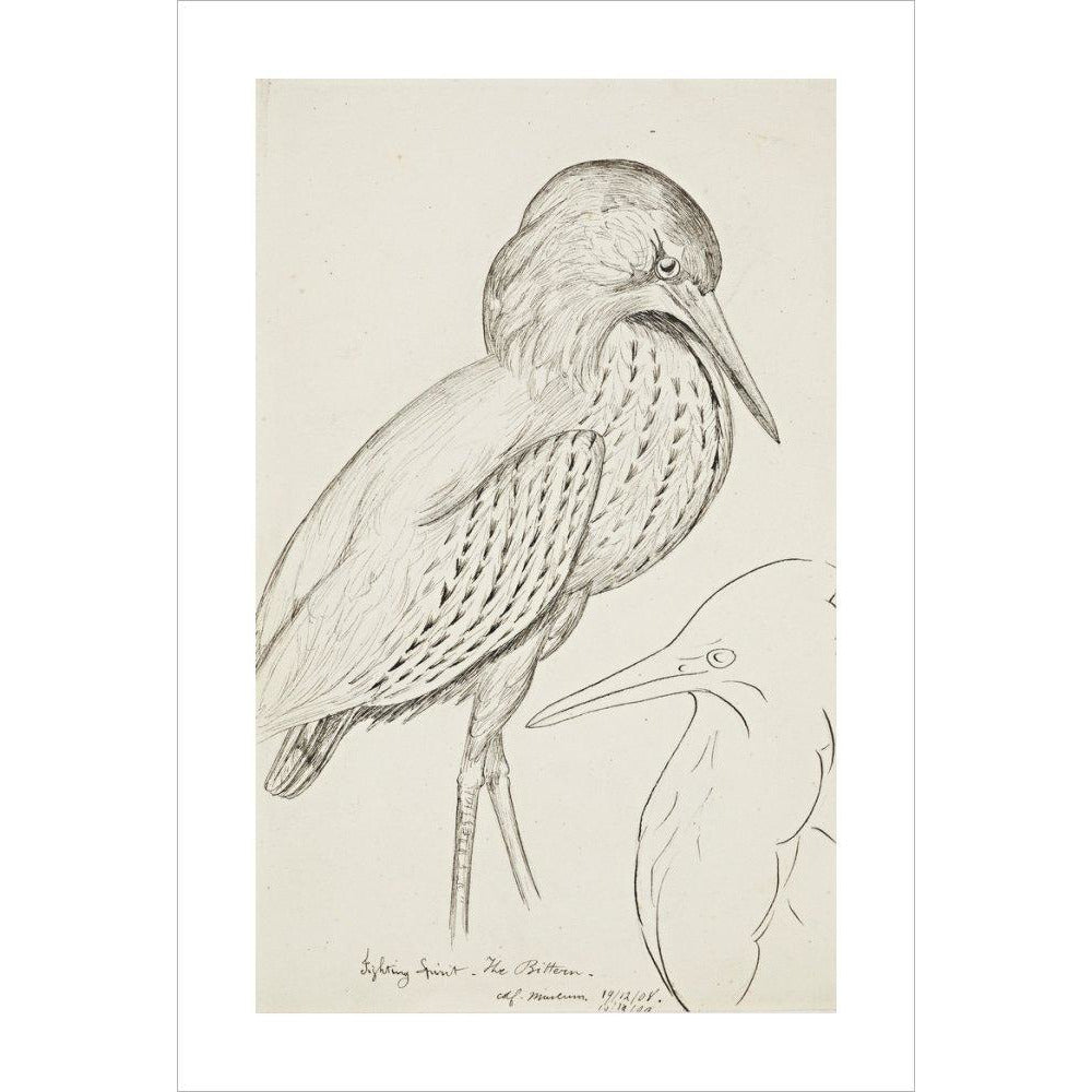 Sheet of studies (The Bittern) - Art print