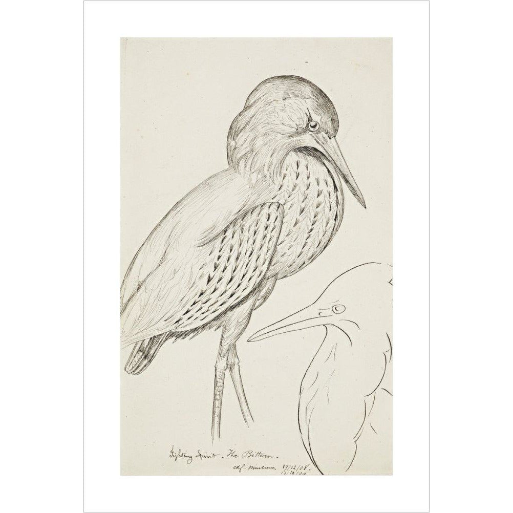 Sheet of studies (The Bittern) - Art print