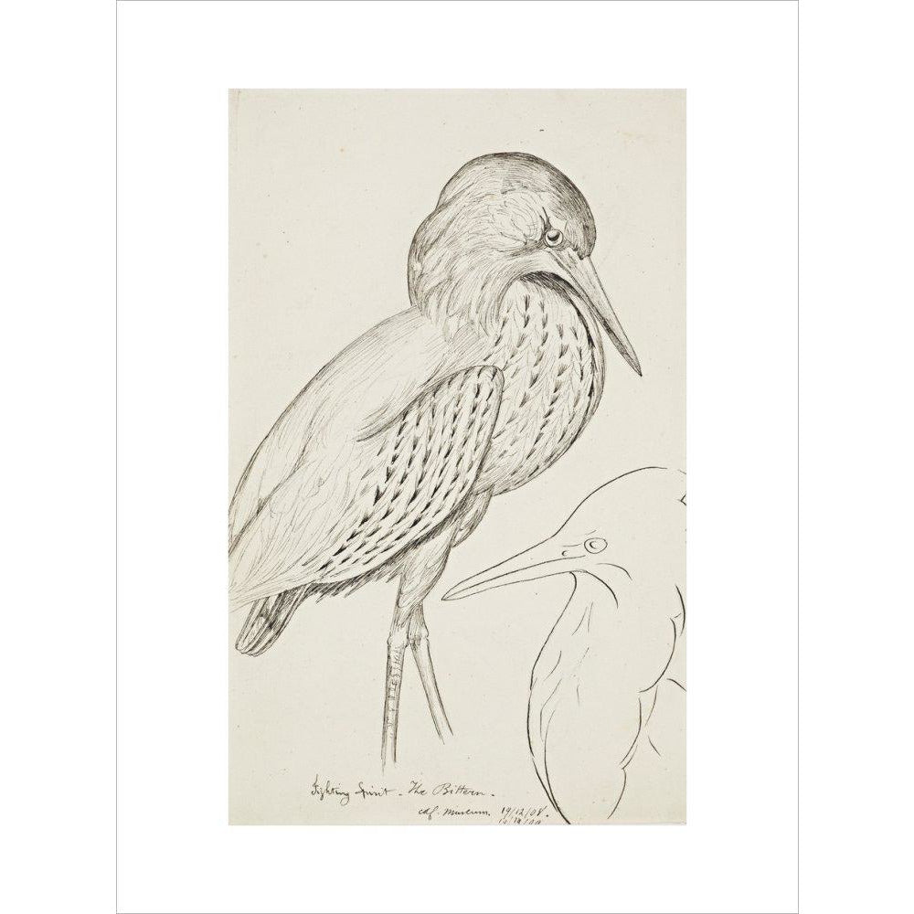 Sheet of studies (The Bittern) - Art print