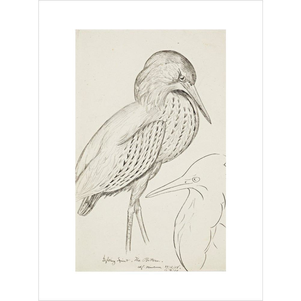Sheet of studies (The Bittern) - Art print