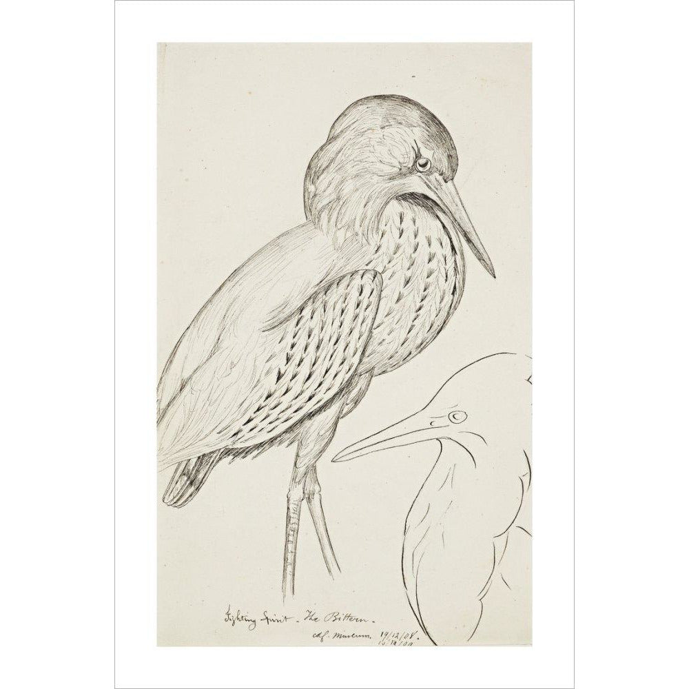 Sheet of studies (The Bittern) - Art print