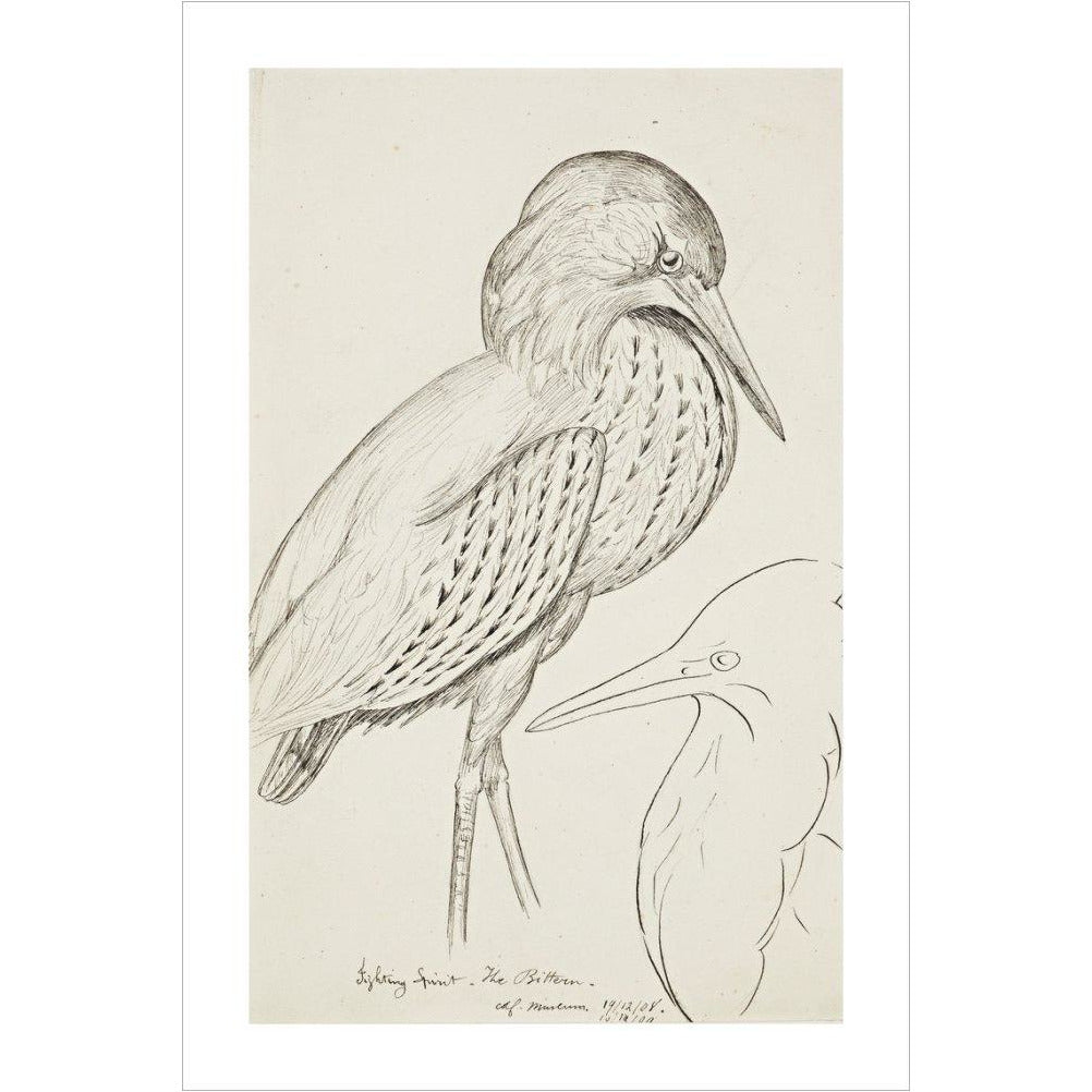 Sheet of studies (The Bittern) - Art print