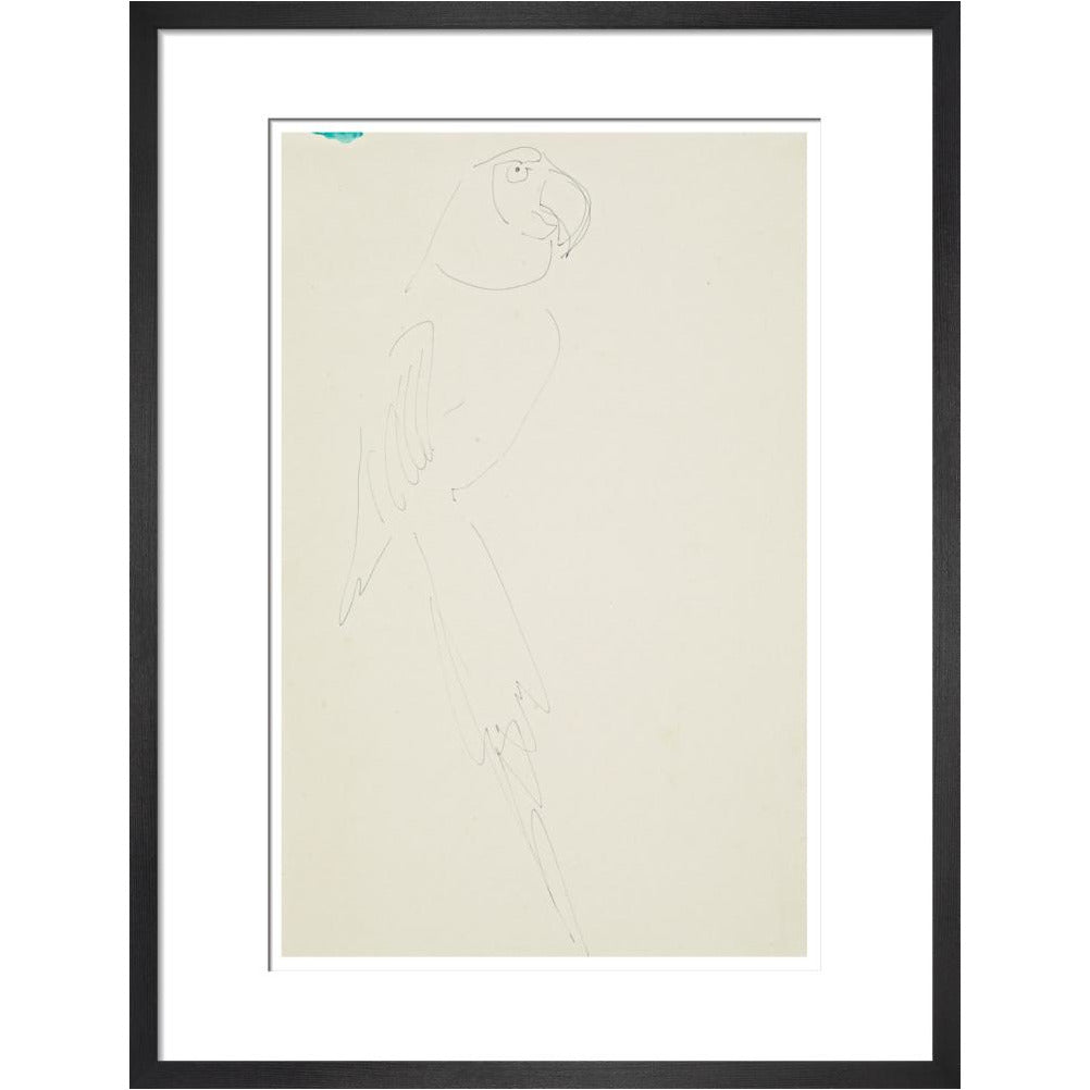 Parrot - Art print