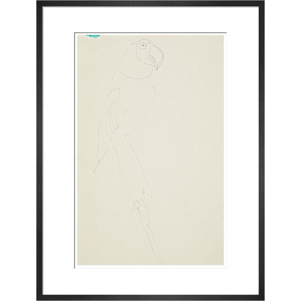Parrot - Art print