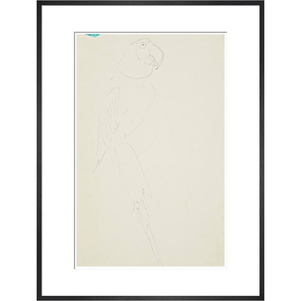 Parrot - Art print