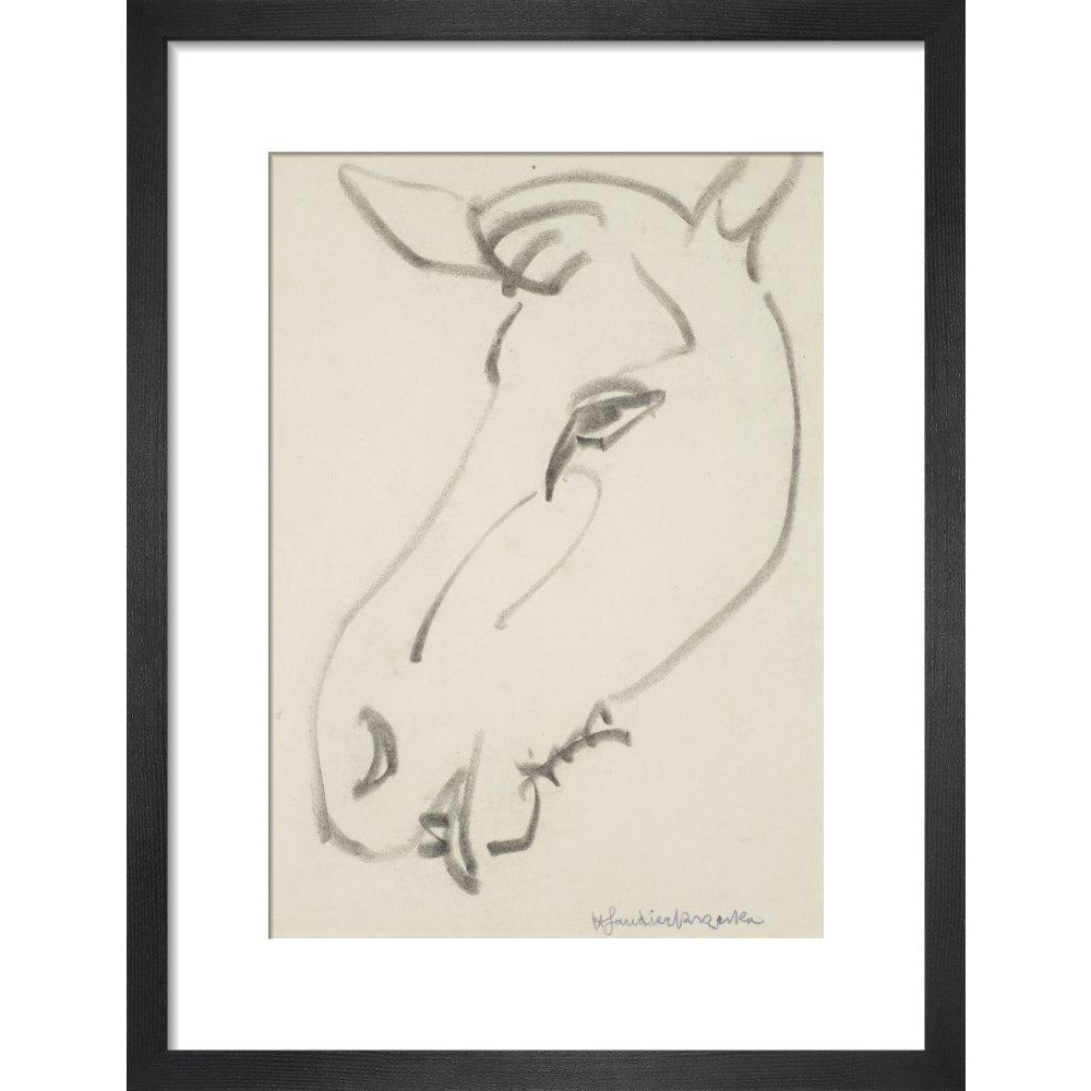 Head of a horse - Art print