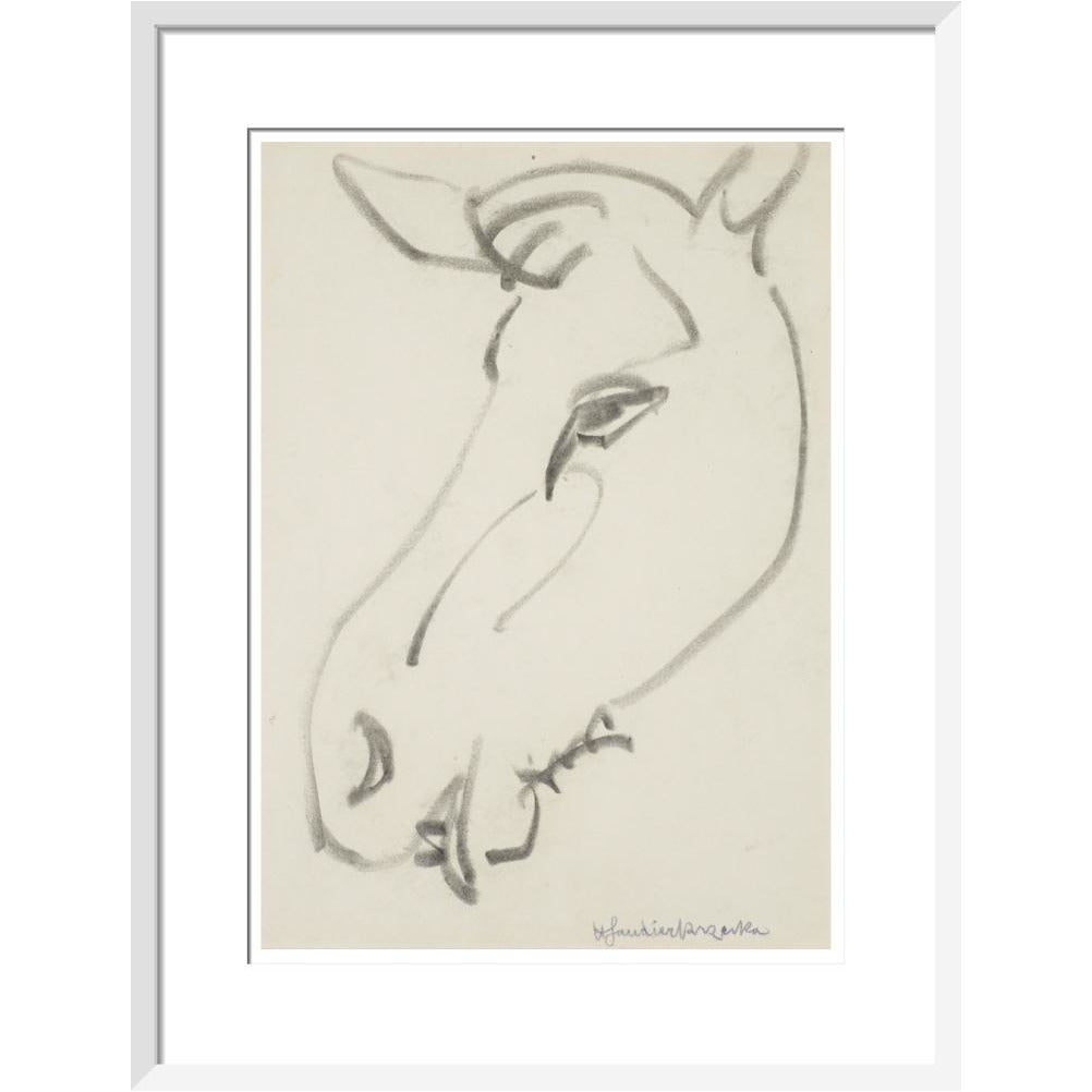 Head of a horse - Art print