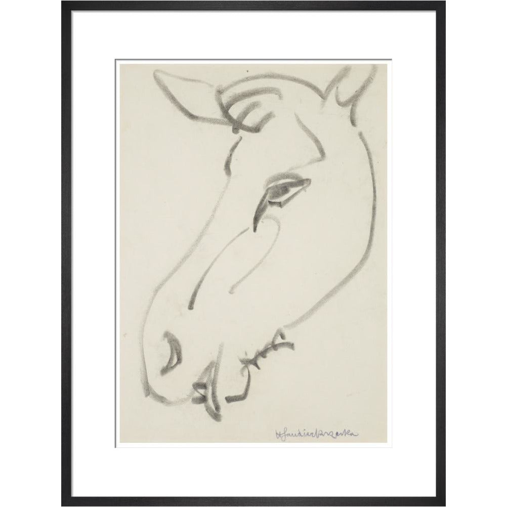 Head of a horse - Art print
