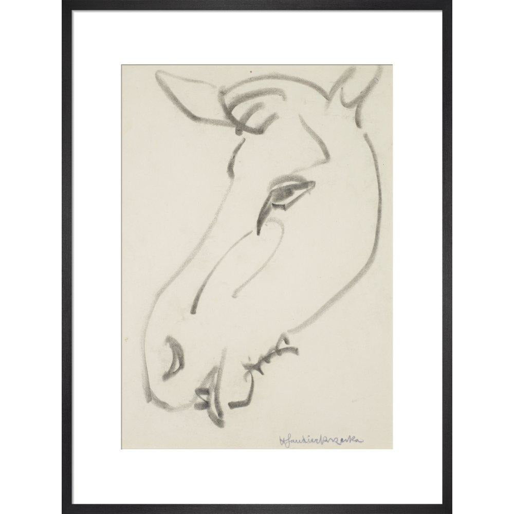 Head of a horse - Art print