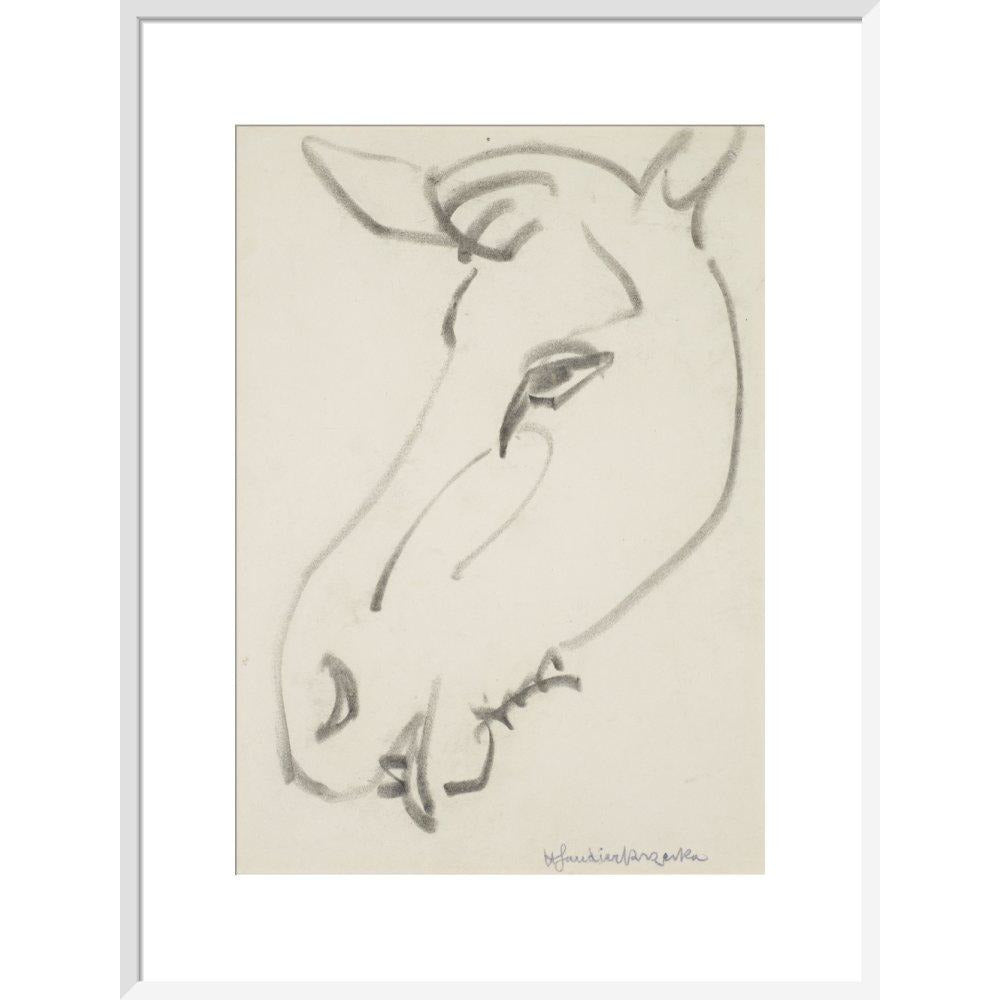 Head of a horse - Art print