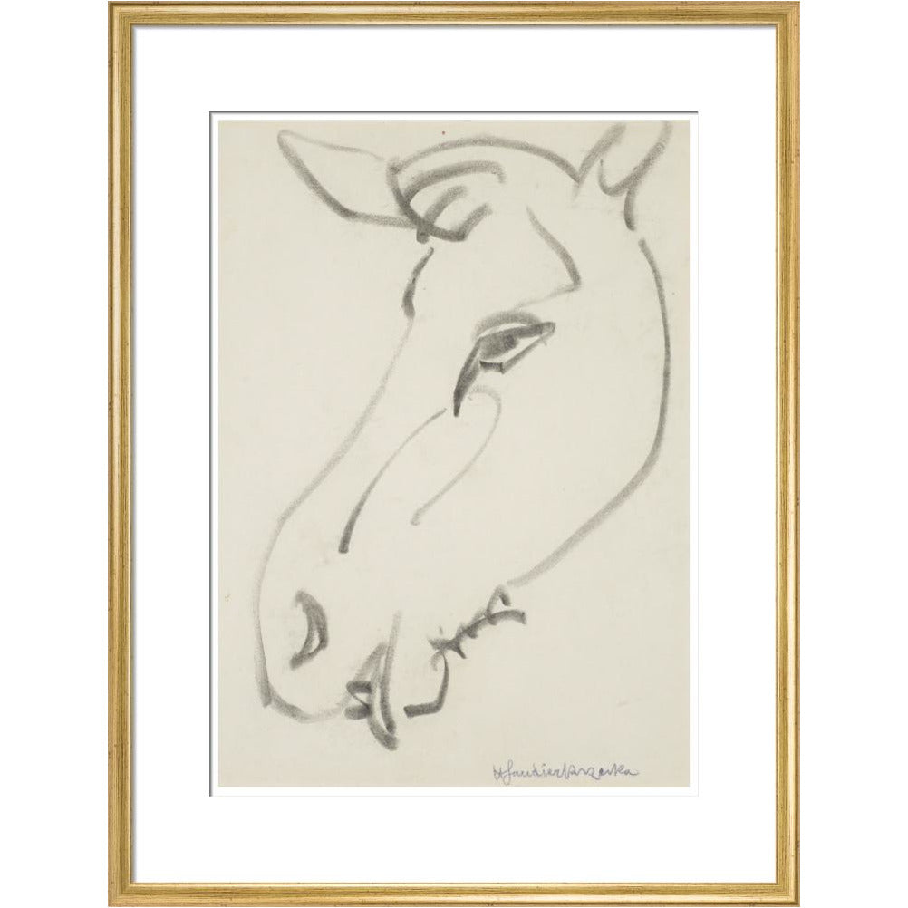 Head of a horse - Art print