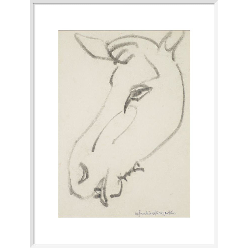 Head of a horse - Art print