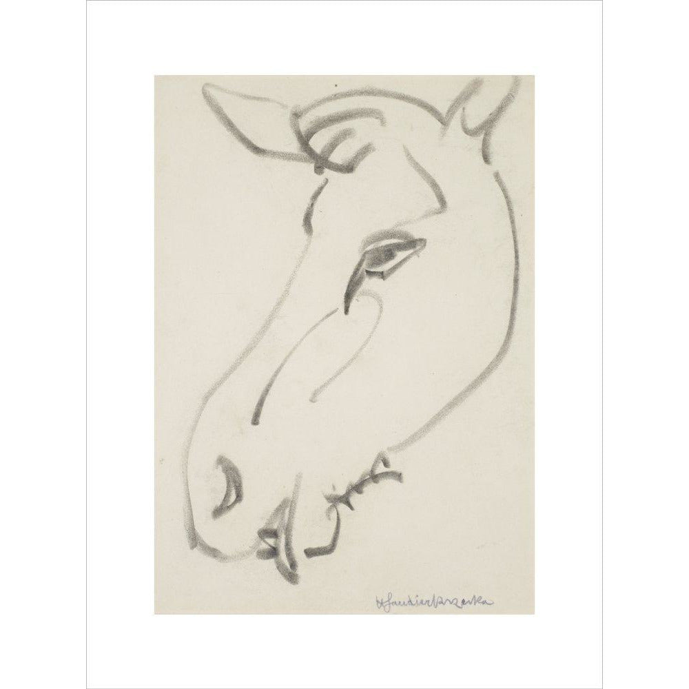 Head of a horse - Art print