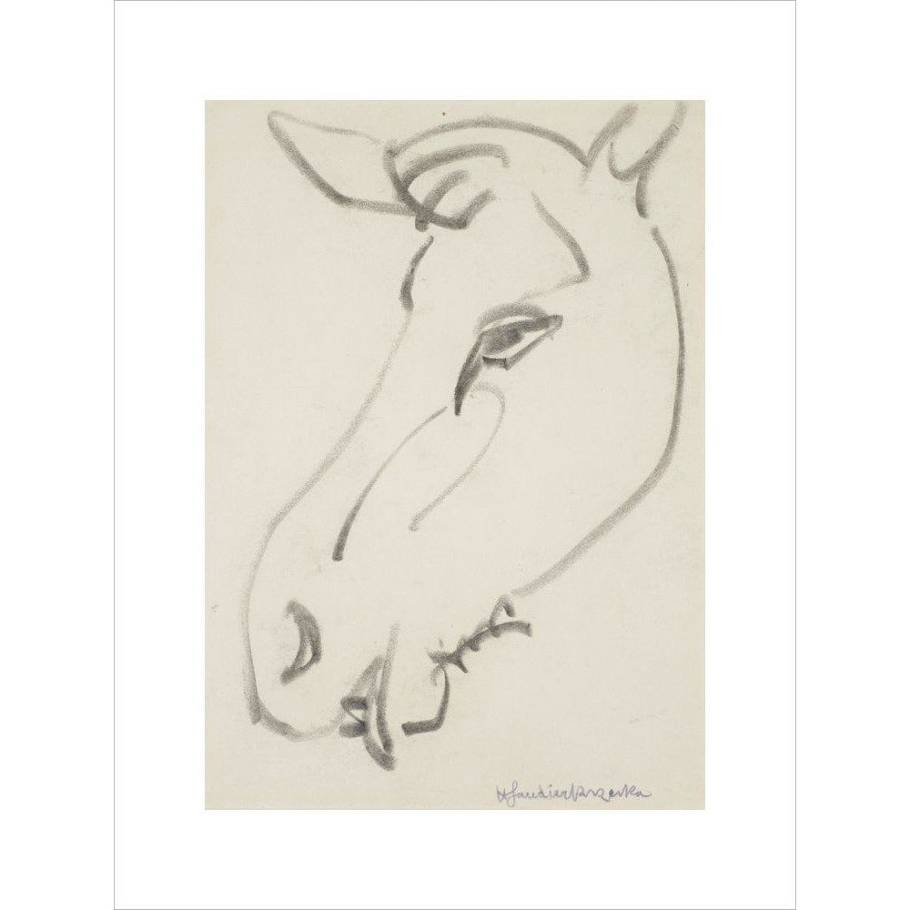 Head of a horse - Art print