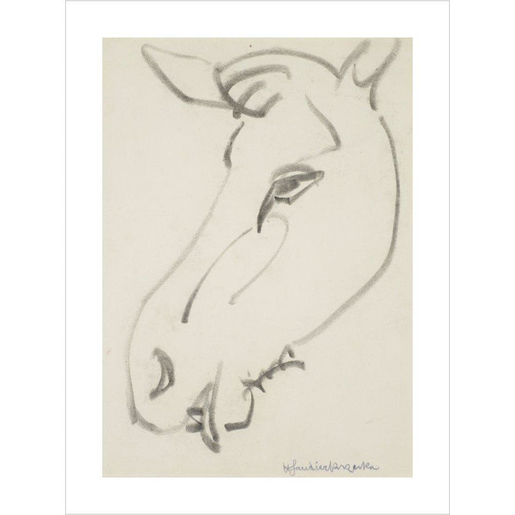 Head of a horse - Art print