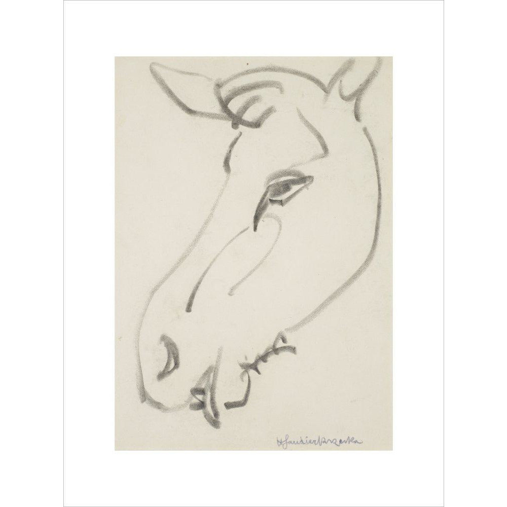 Head of a horse - Art print