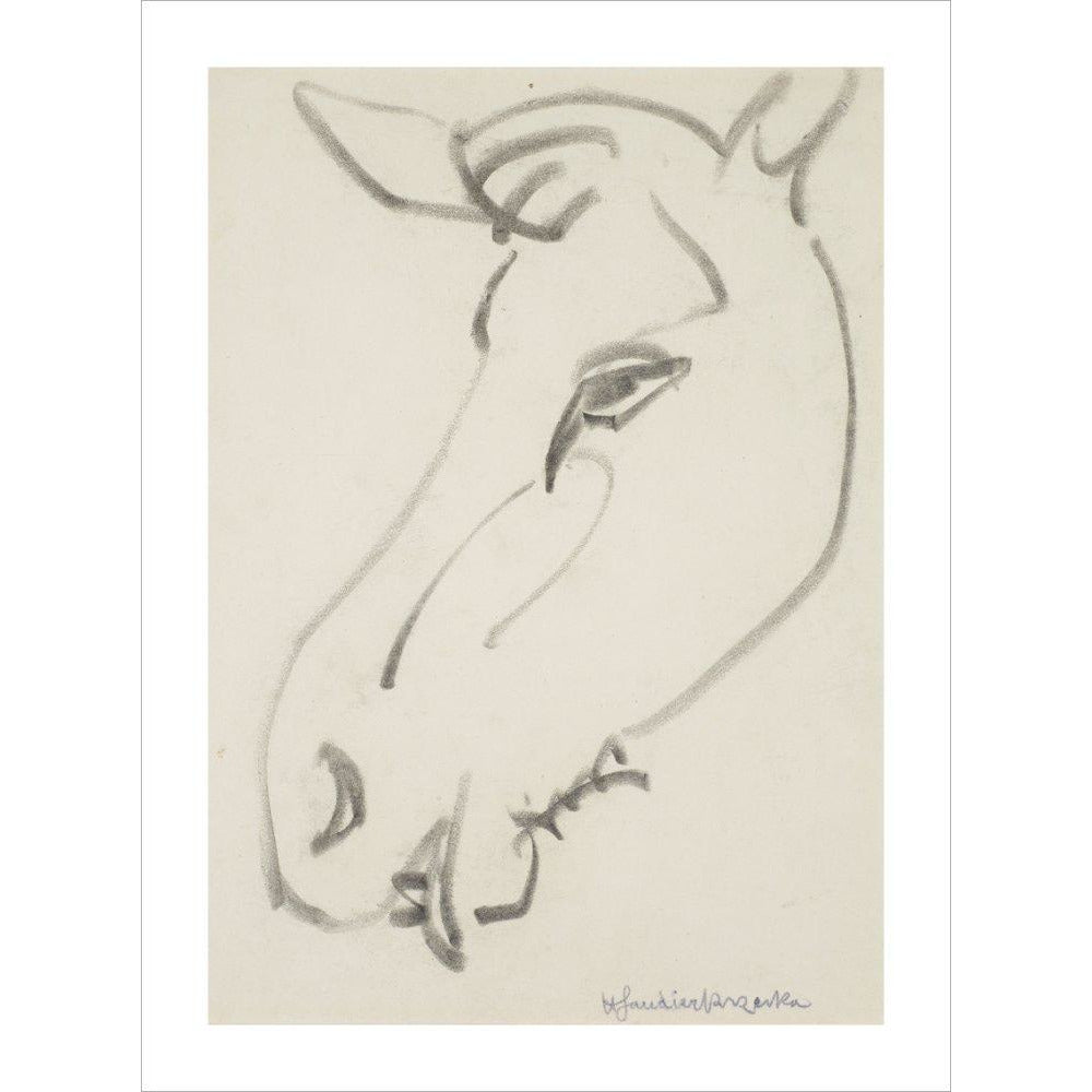 Head of a horse - Art print