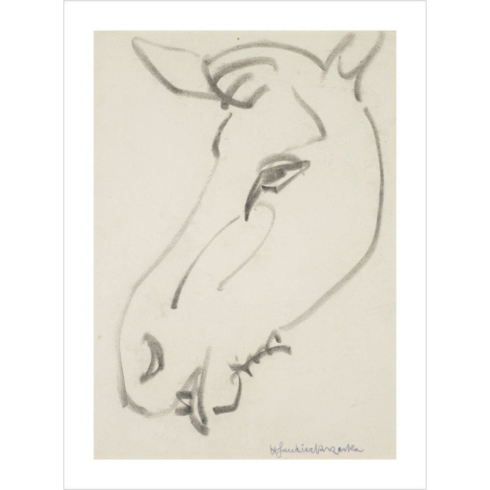 Head of a horse - Art print
