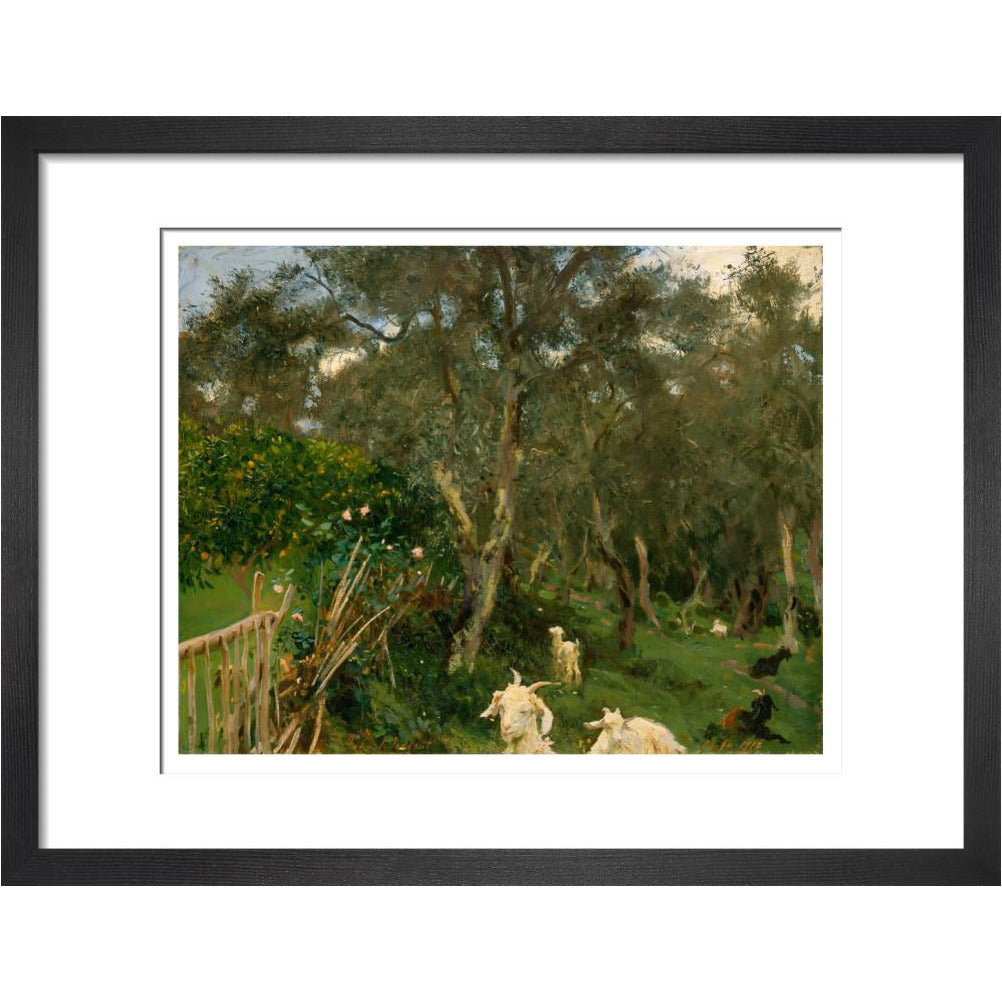 Olives in Corfu - Art print