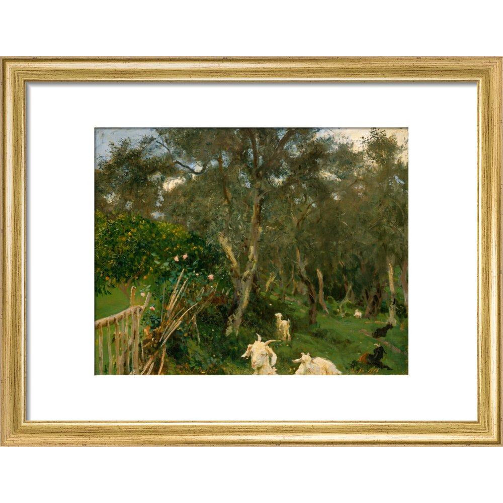 Olives in Corfu - Art print