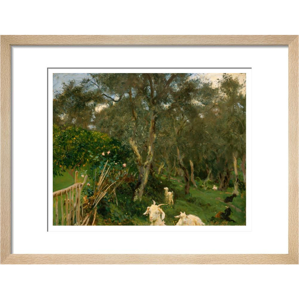 Olives in Corfu - Art print