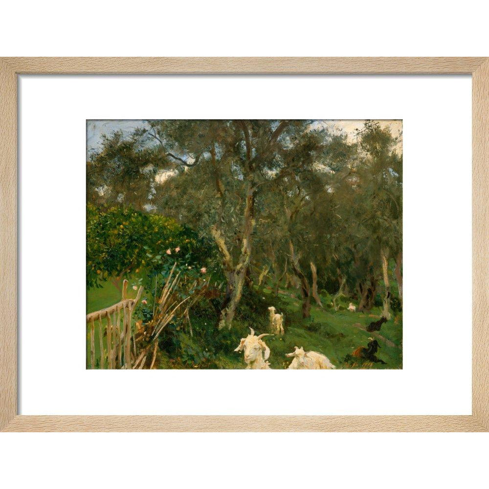 Olives in Corfu - Art print