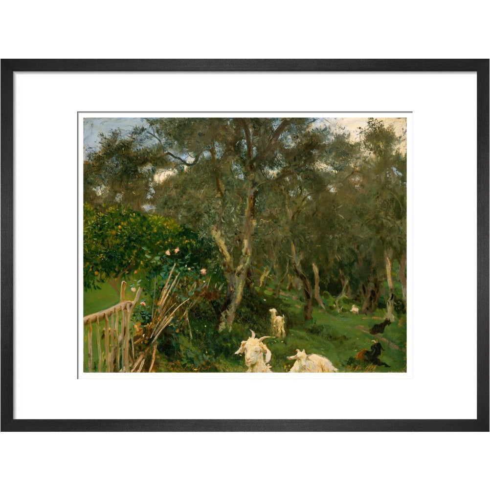 Olives in Corfu - Art print