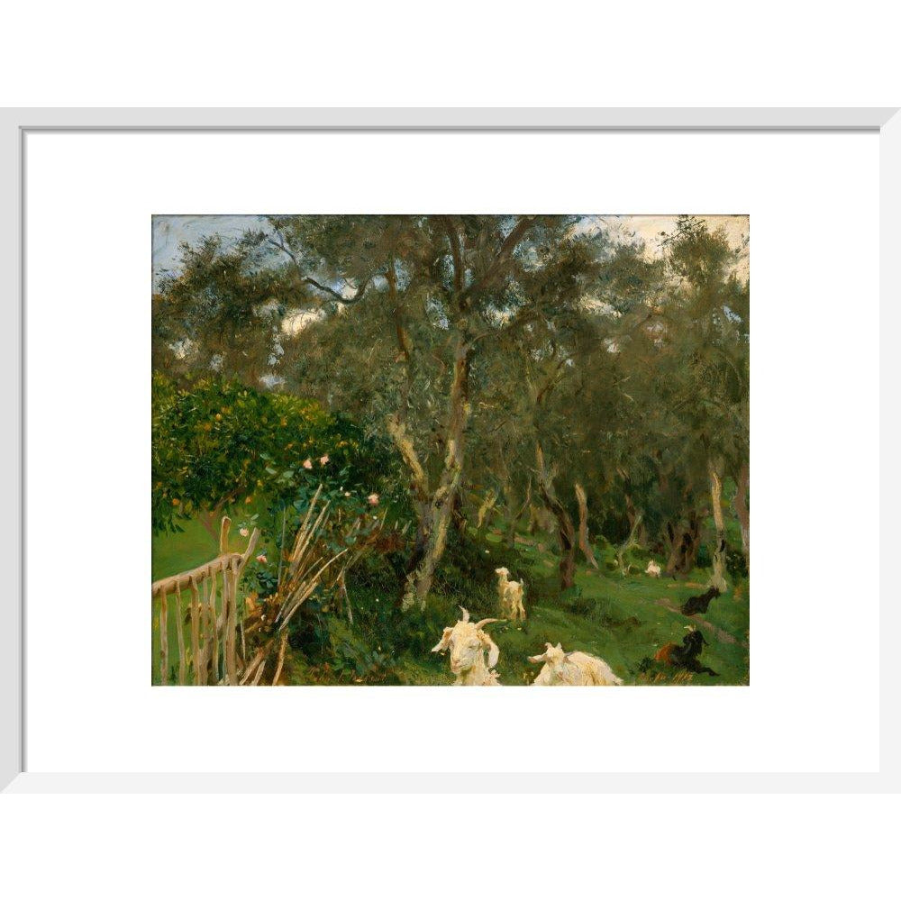 Olives in Corfu - Art print