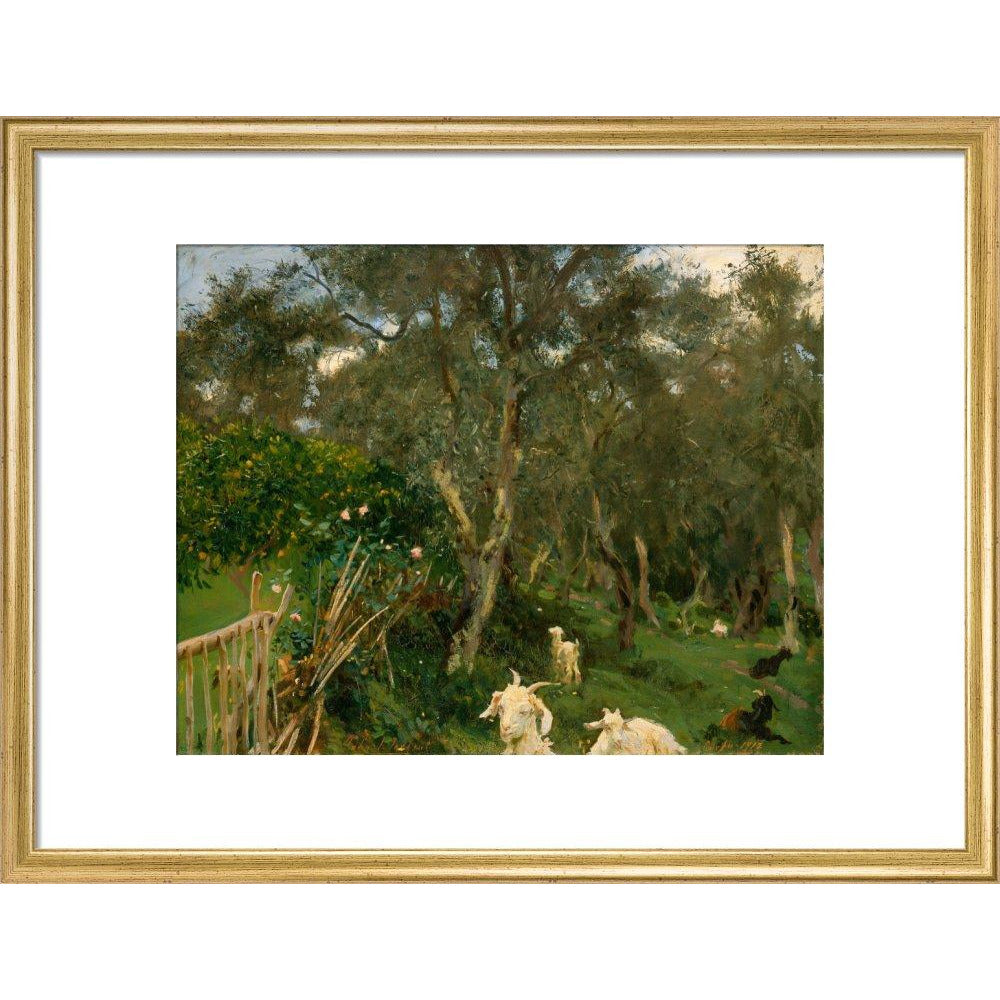 Olives in Corfu - Art print