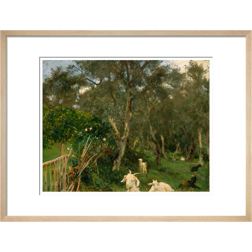 Olives in Corfu - Art print