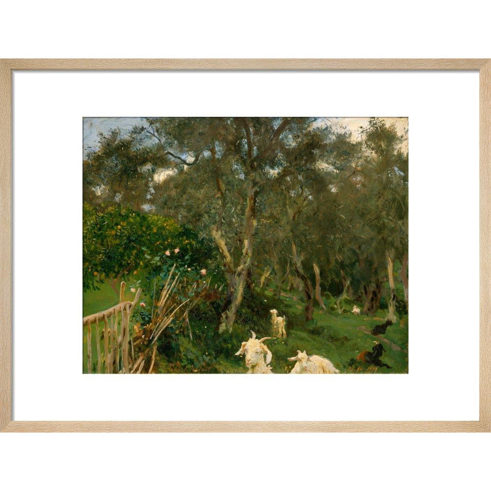 Olives in Corfu - Art print