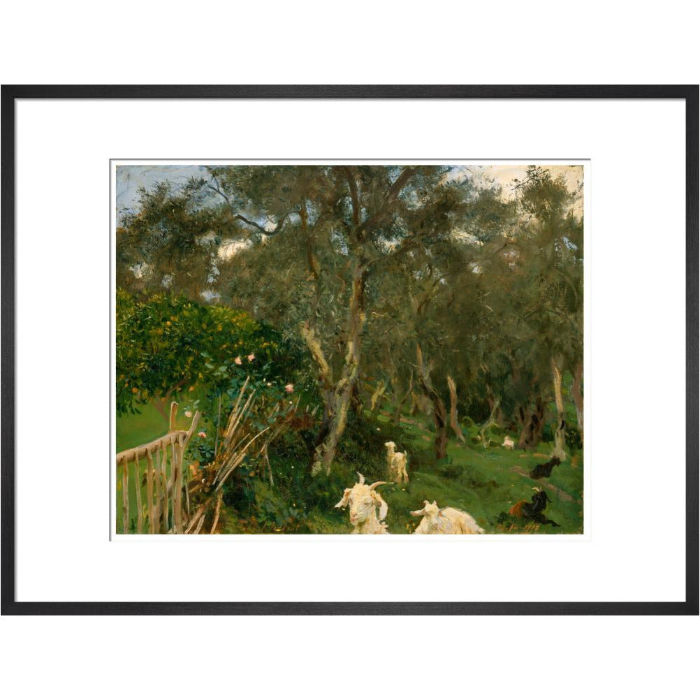 Olives in Corfu - Art print