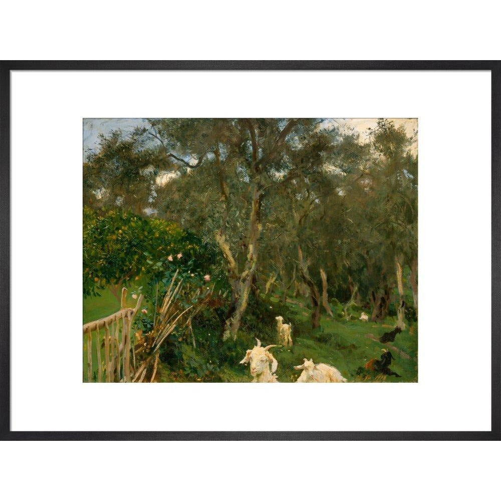 Olives in Corfu - Art print