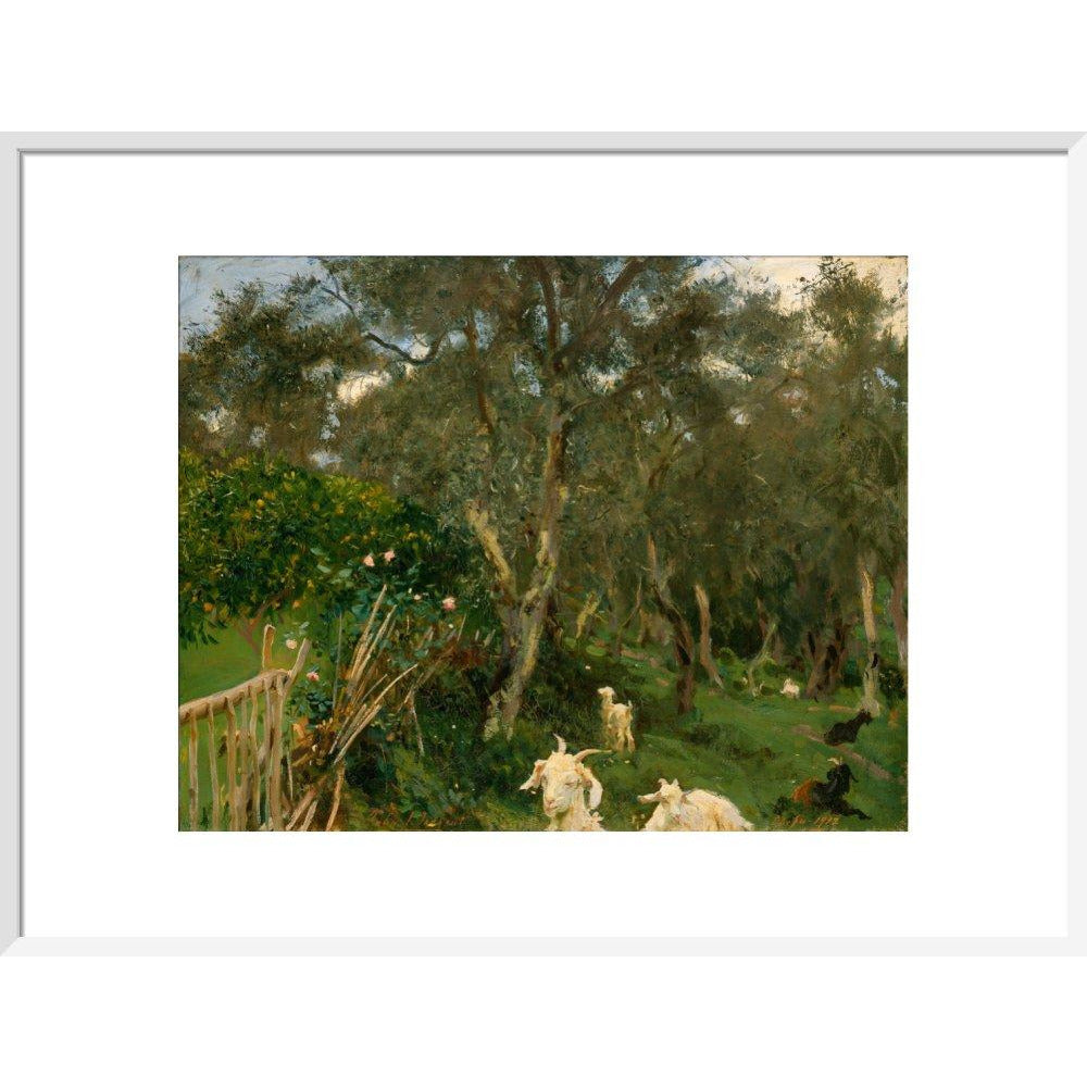 Olives in Corfu - Art print