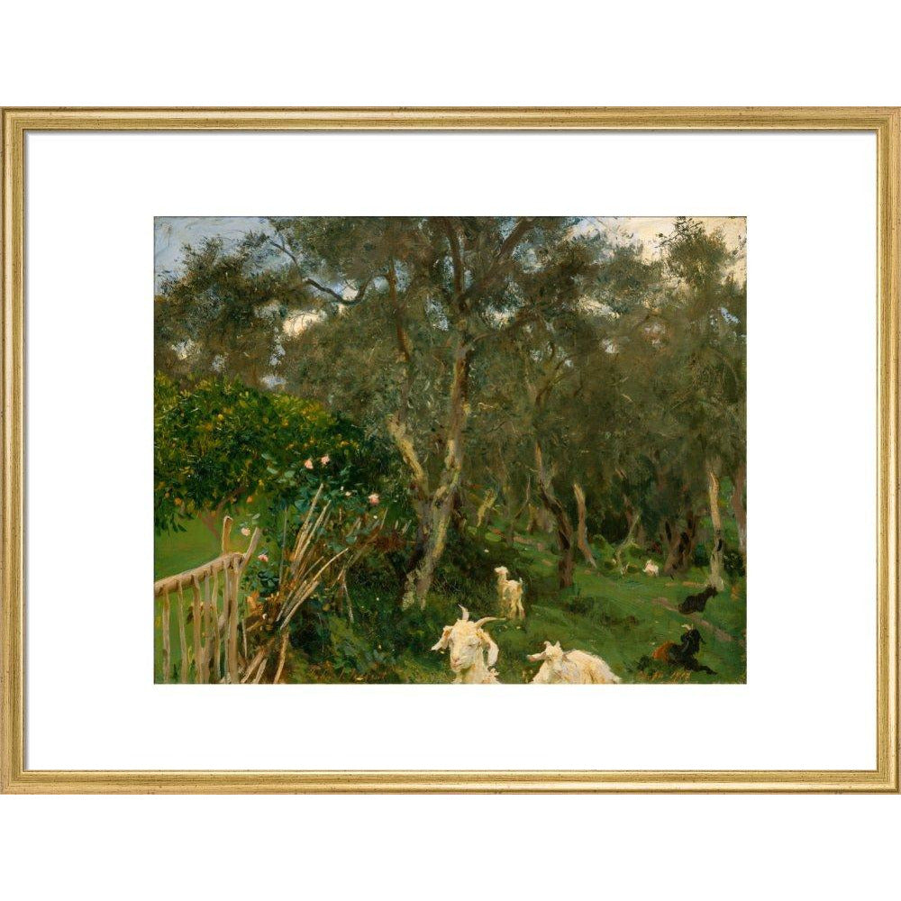 Olives in Corfu - Art print