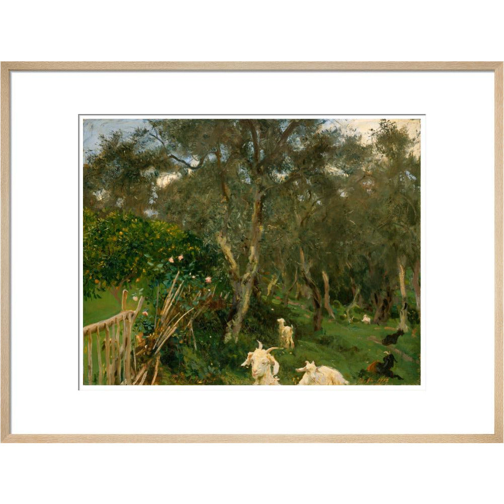 Olives in Corfu - Art print