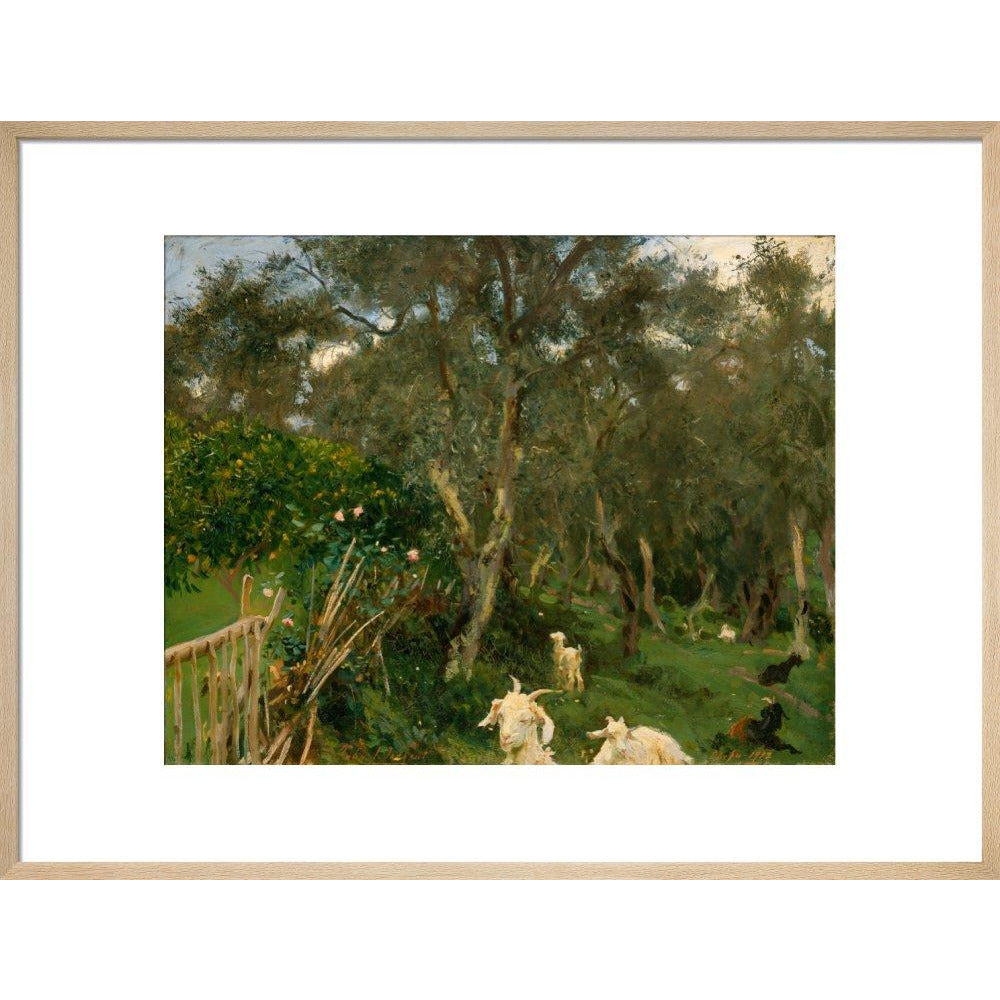 Olives in Corfu - Art print
