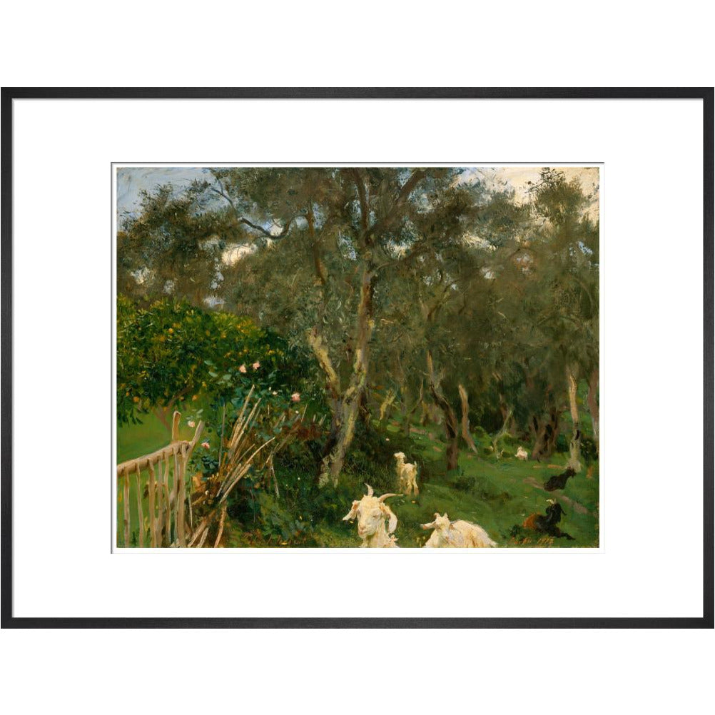 Olives in Corfu - Art print
