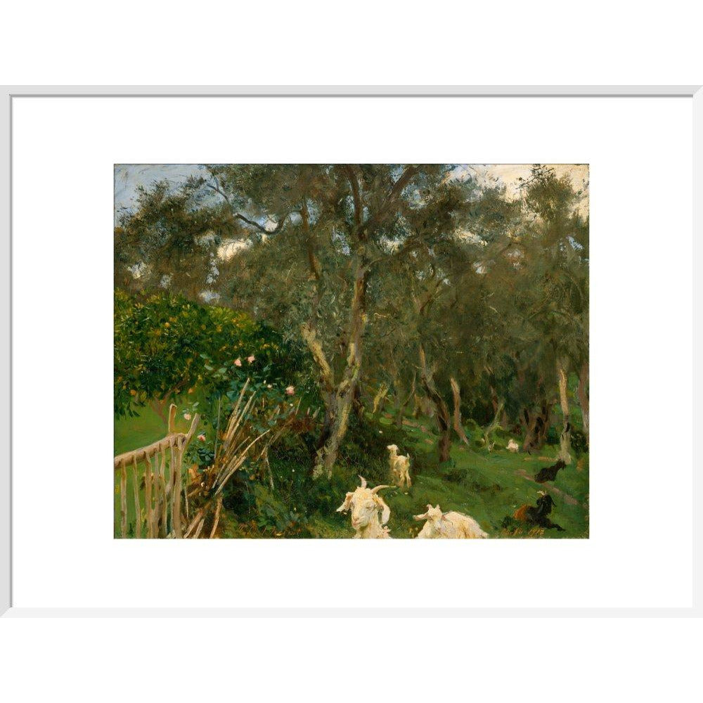 Olives in Corfu - Art print