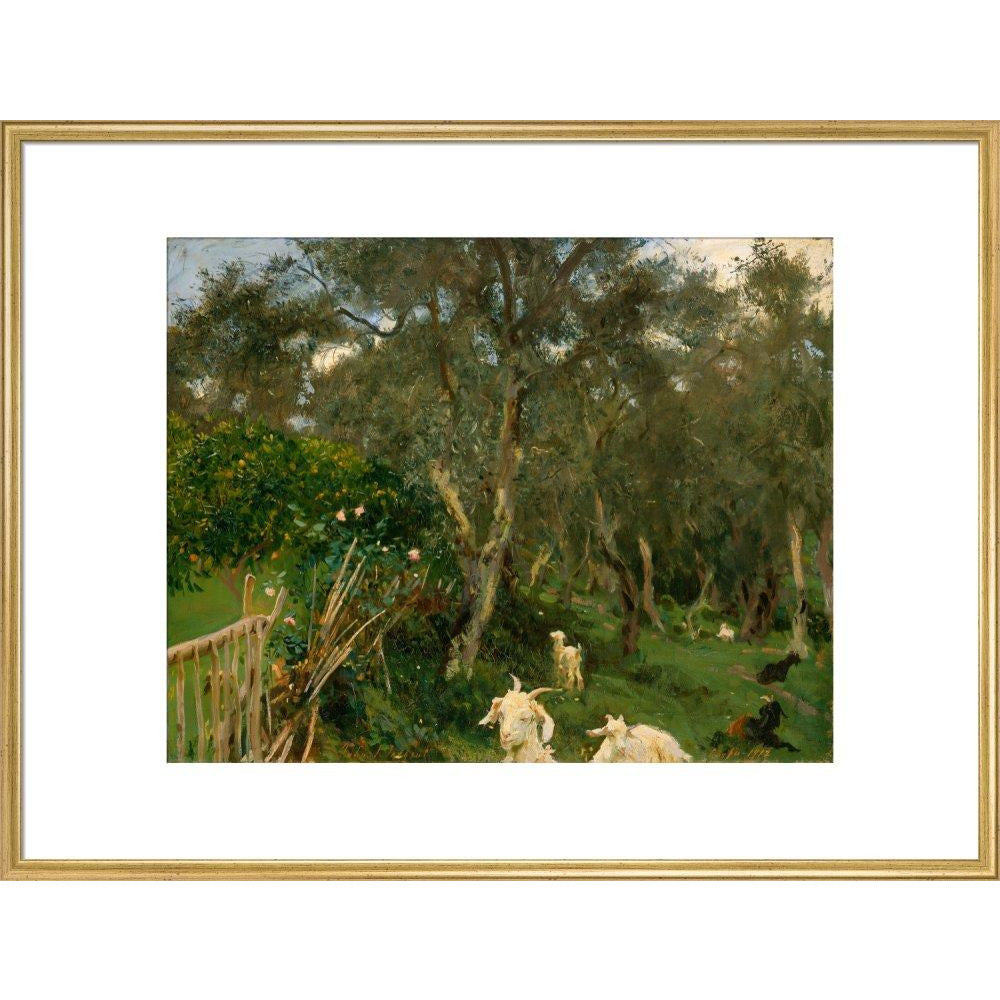 Olives in Corfu - Art print